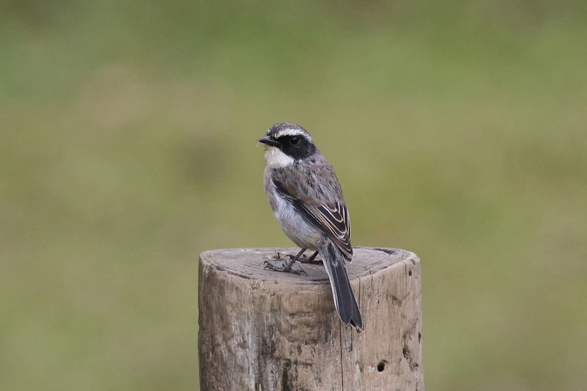 Gray Bushchat - ML644847922