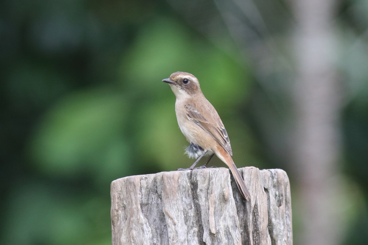 Gray Bushchat - ML644847923