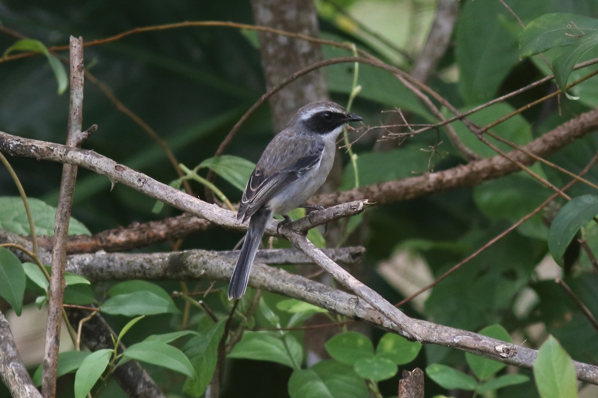 Gray Bushchat - ML644847924