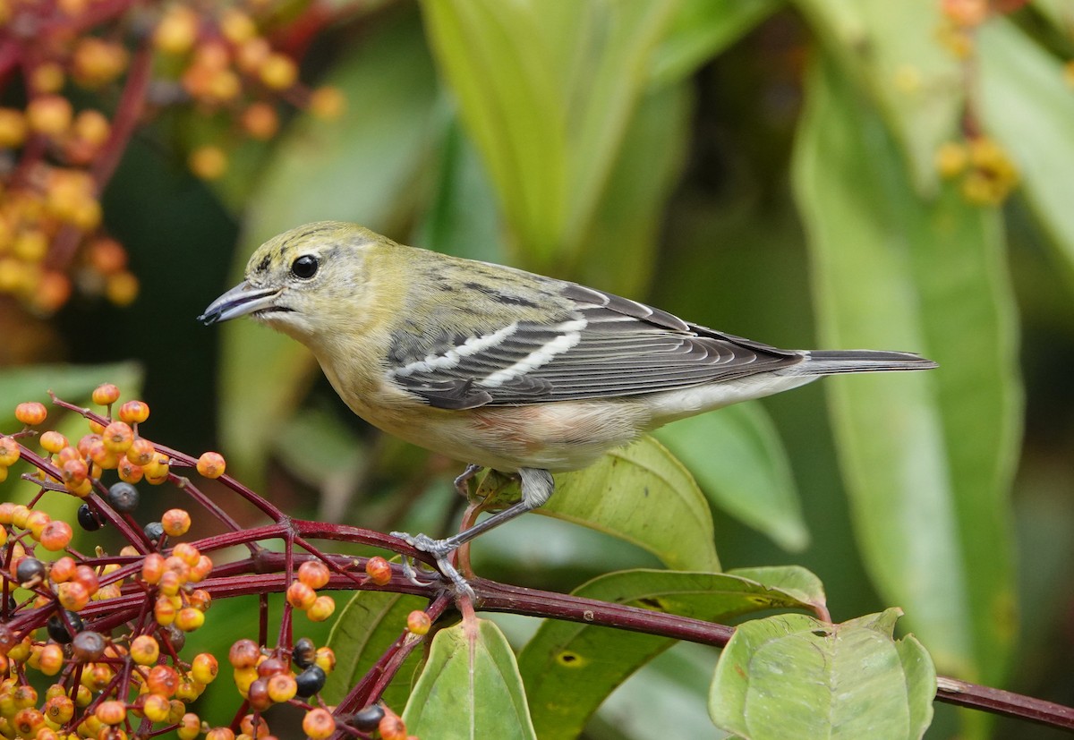 Bay-breasted Warbler - ML644847925