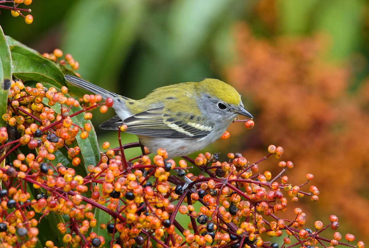 Chestnut-sided Warbler - ML644847927