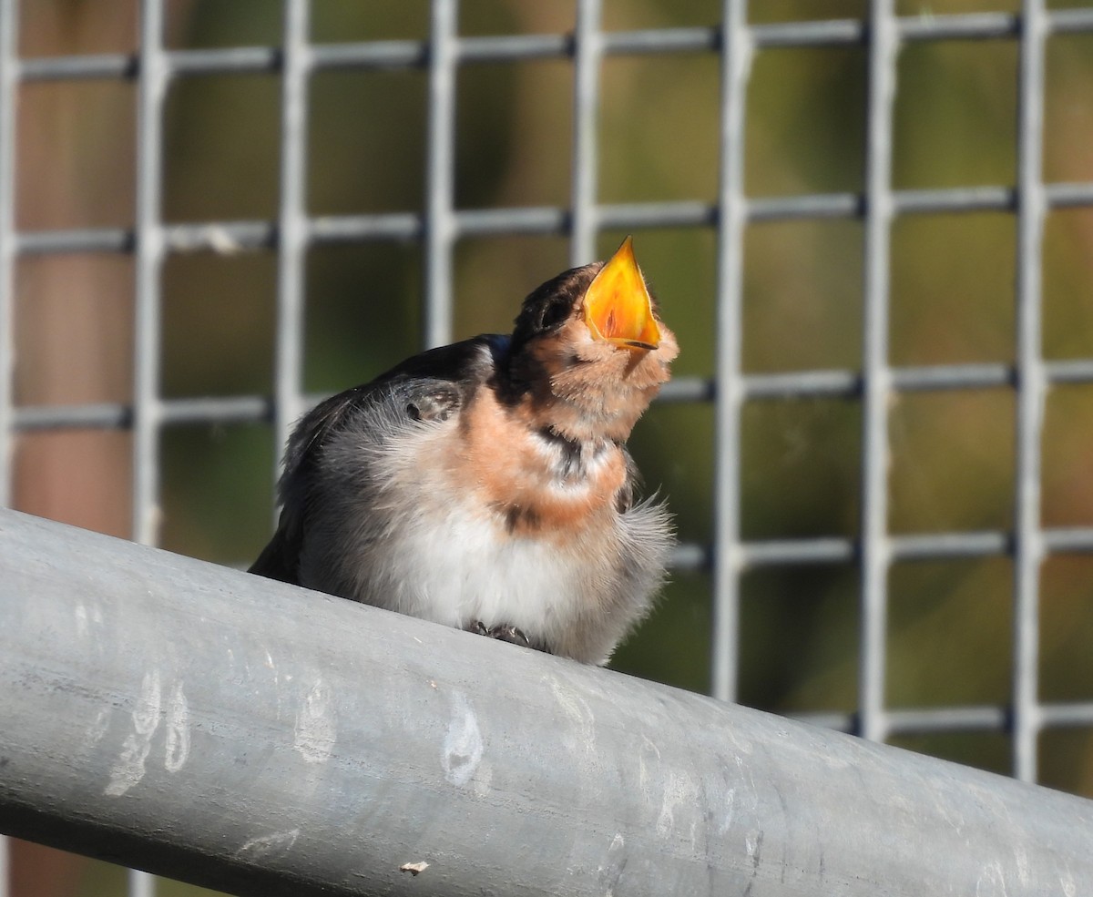 Welcome Swallow - ML644847928