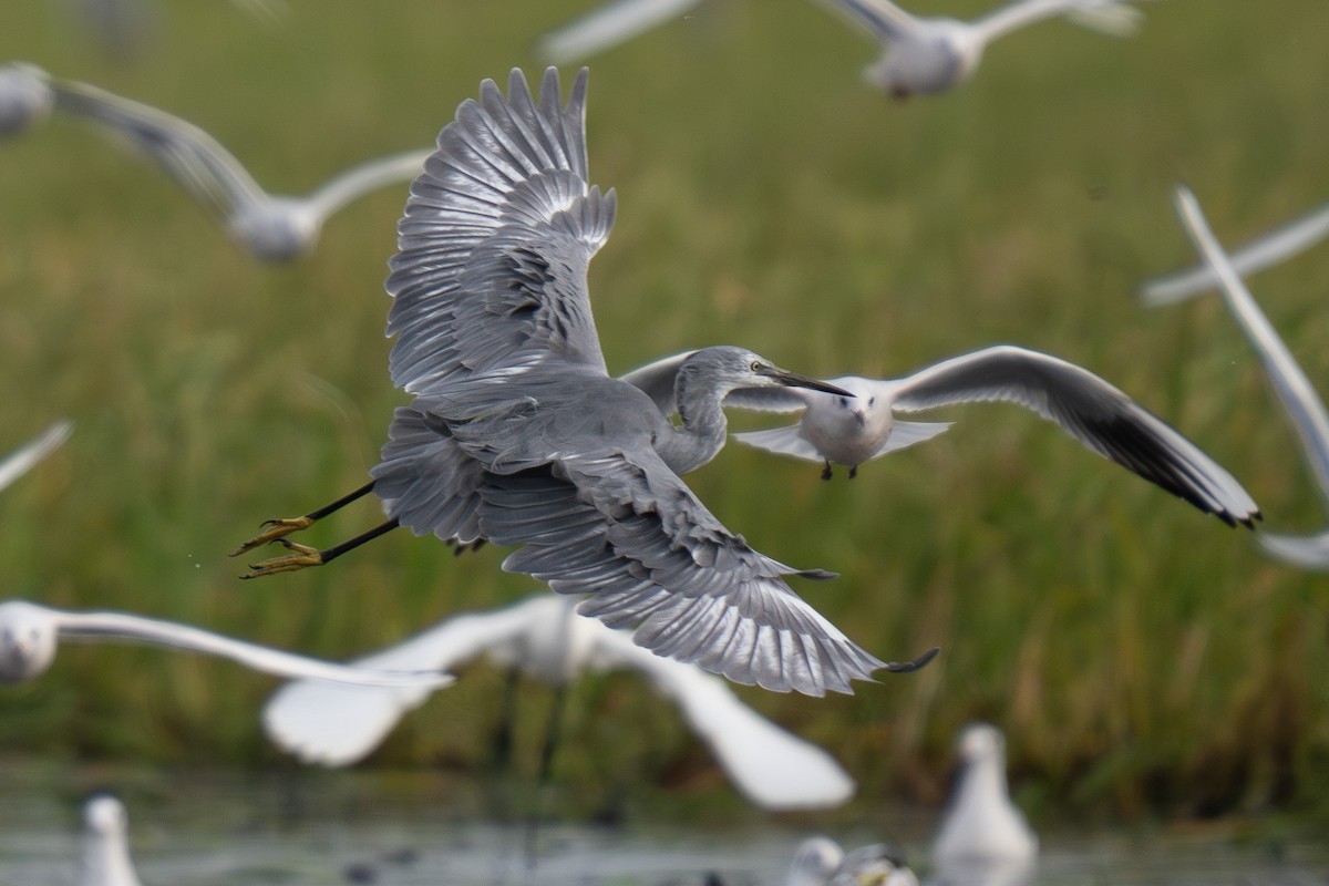 Little Egret x Western Reef-Heron (hybrid) - ML644847940
