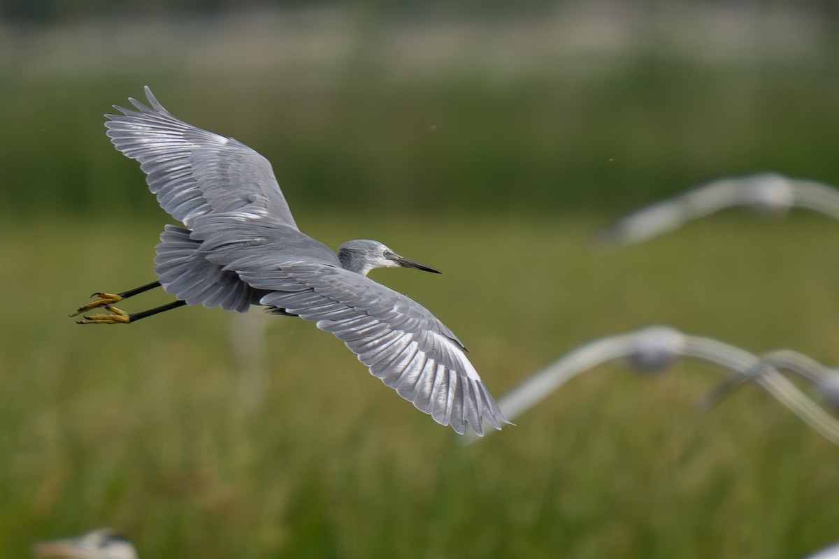 Little Egret x Western Reef-Heron (hybrid) - ML644847941