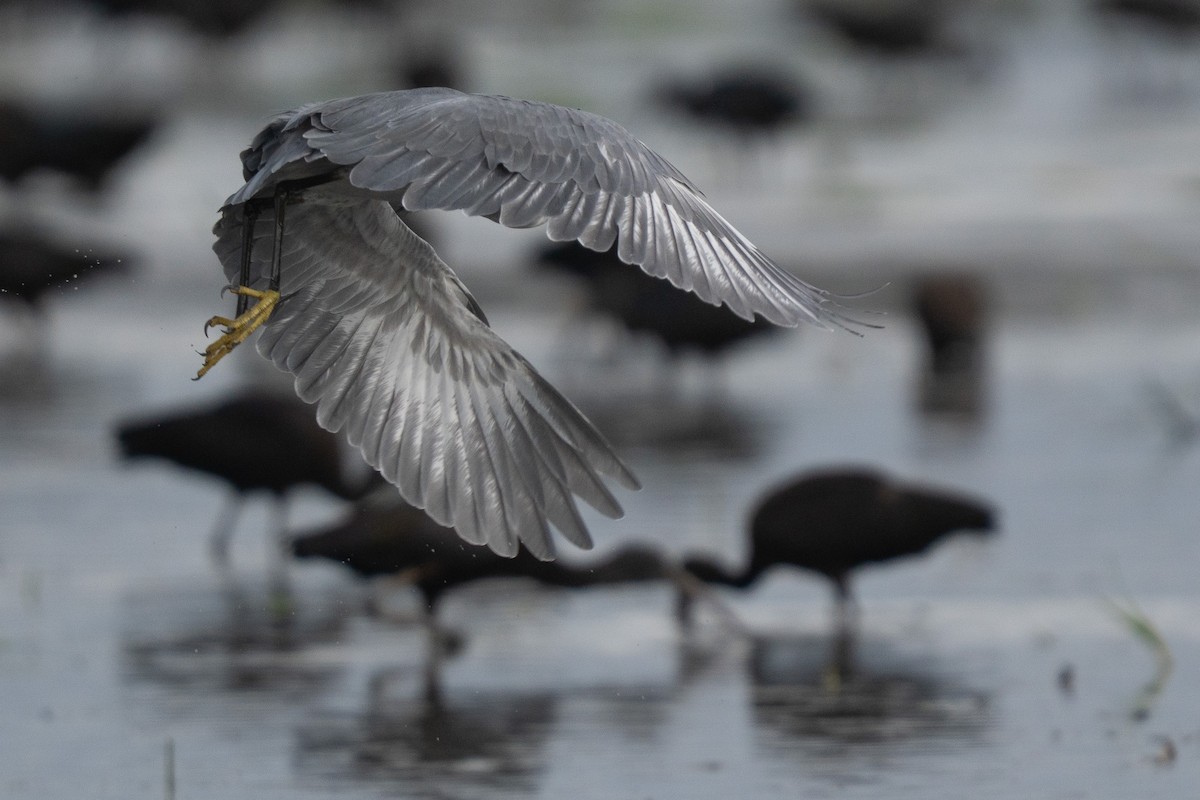 Little Egret x Western Reef-Heron (hybrid) - ML644847942