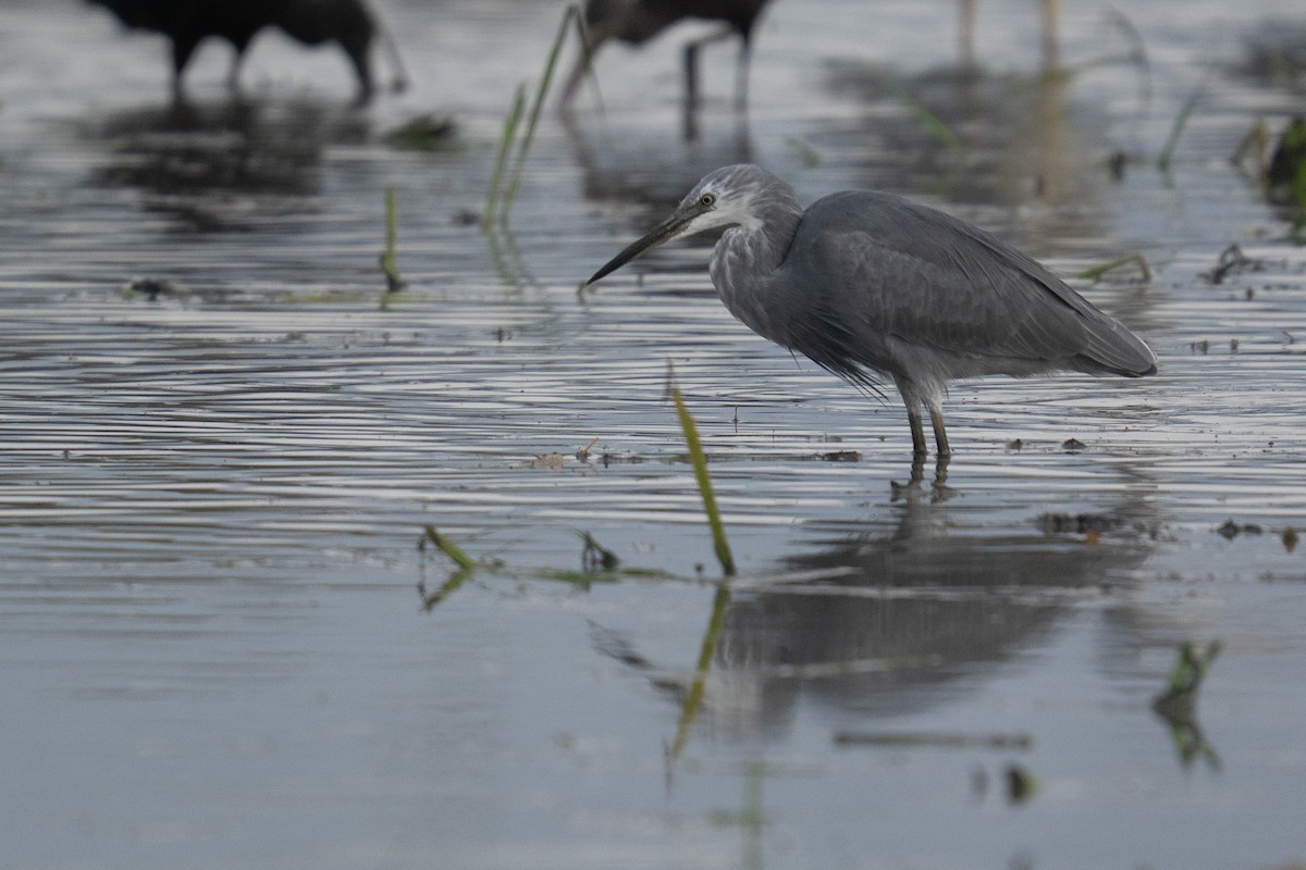 Little Egret x Western Reef-Heron (hybrid) - ML644847943