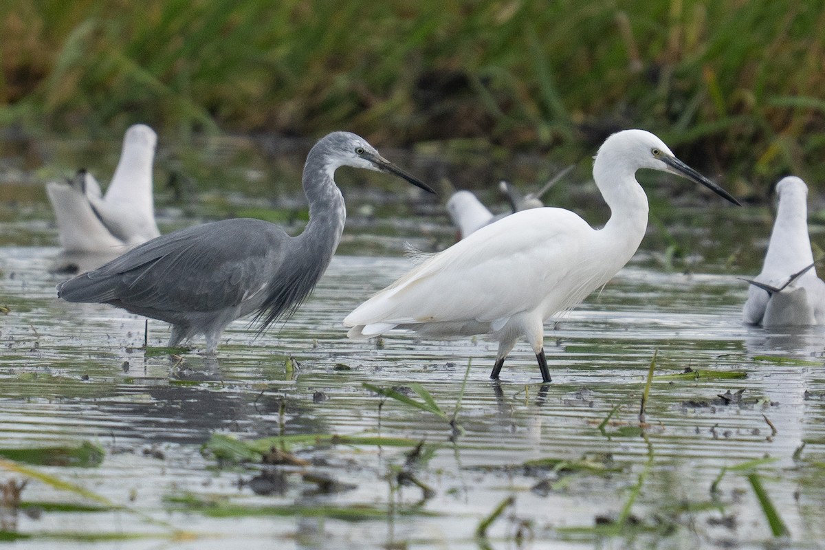 Little Egret x Western Reef-Heron (hybrid) - ML644847944
