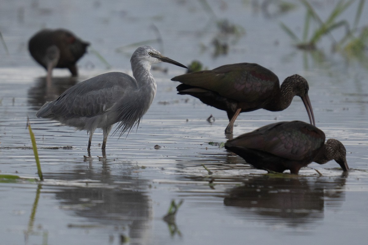 Little Egret x Western Reef-Heron (hybrid) - ML644847945