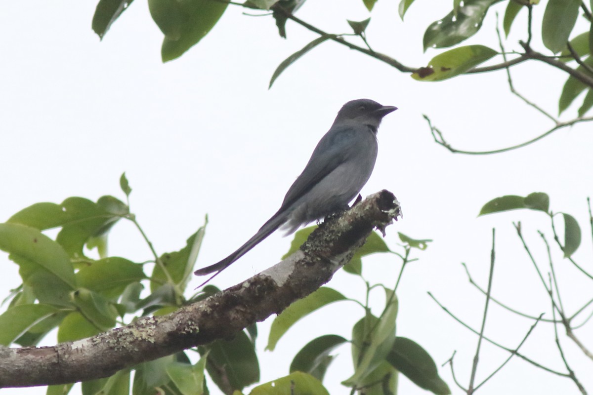 Ashy Drongo - ML644847947