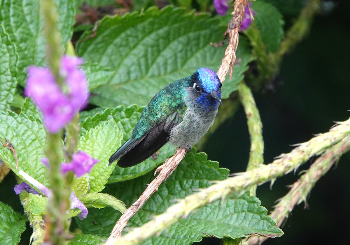 Violet-headed Hummingbird - ML644847957