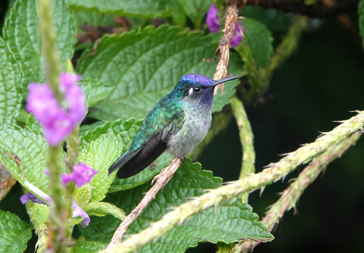 Violet-headed Hummingbird - ML644847958