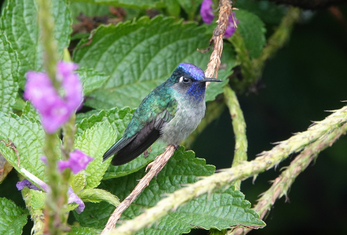 Violet-headed Hummingbird - ML644847959