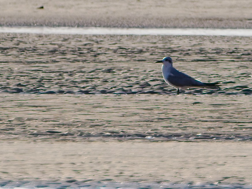 Gull-billed Tern - ML644847963