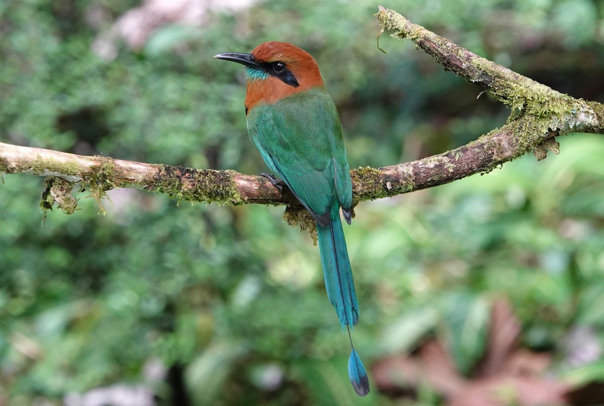 Broad-billed Motmot - ML644847968