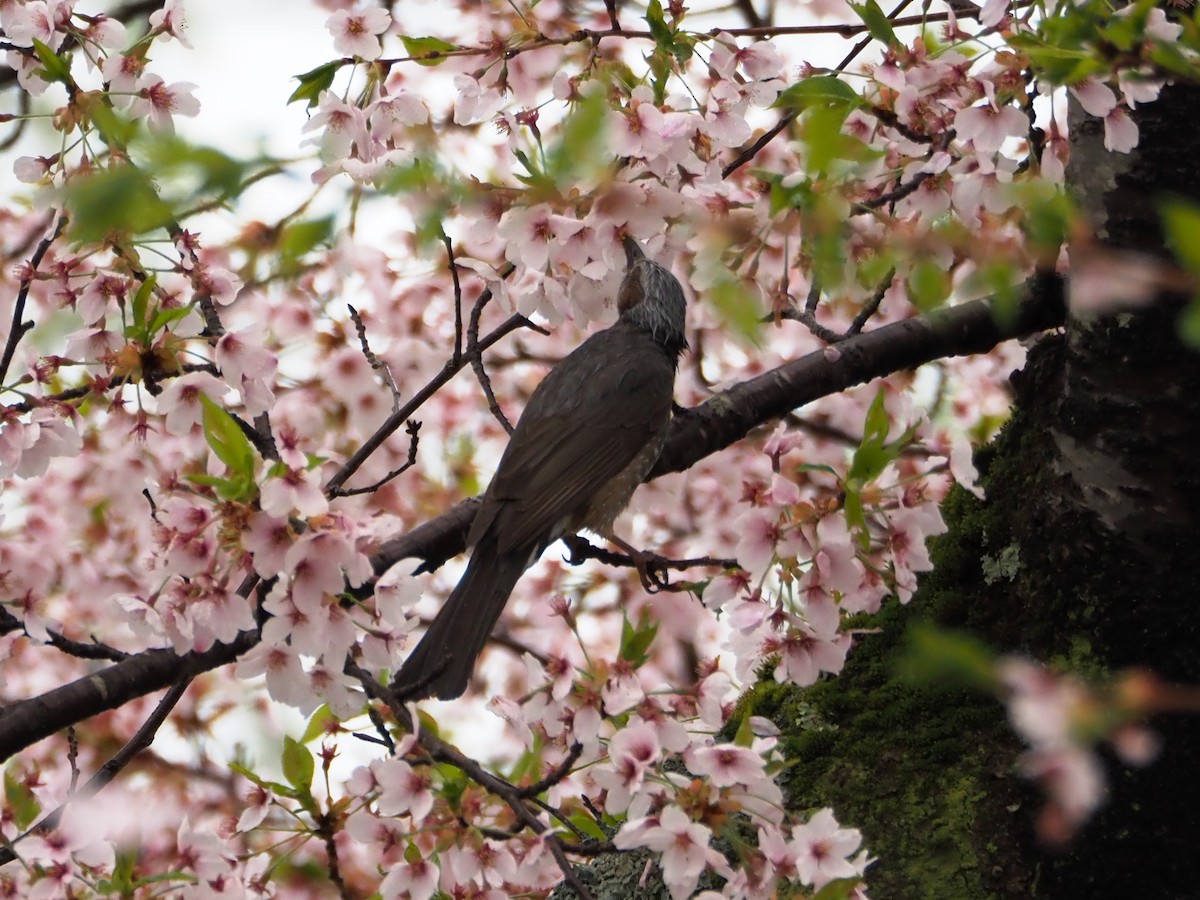 ヒヨドリ - ML644847976