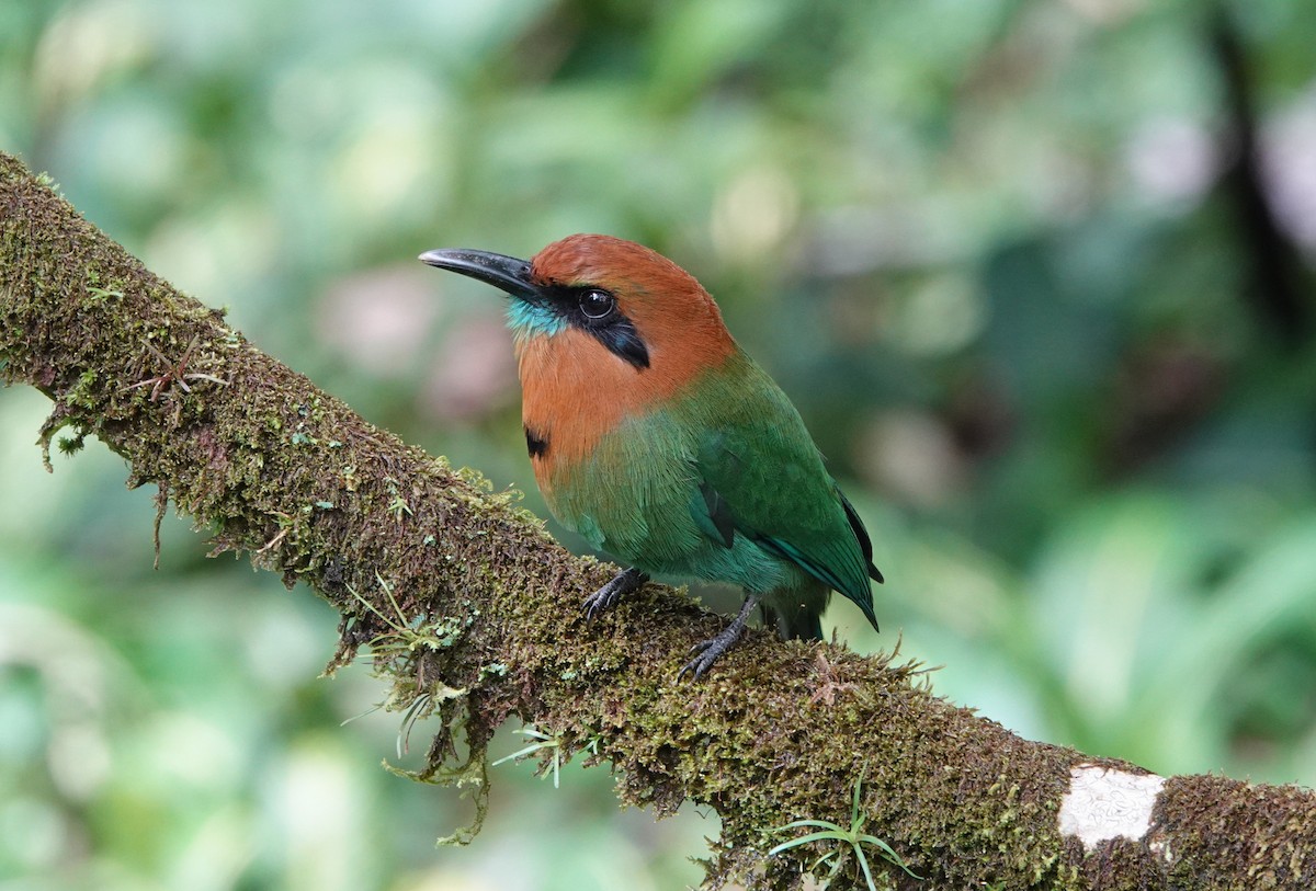 Broad-billed Motmot - ML644847978