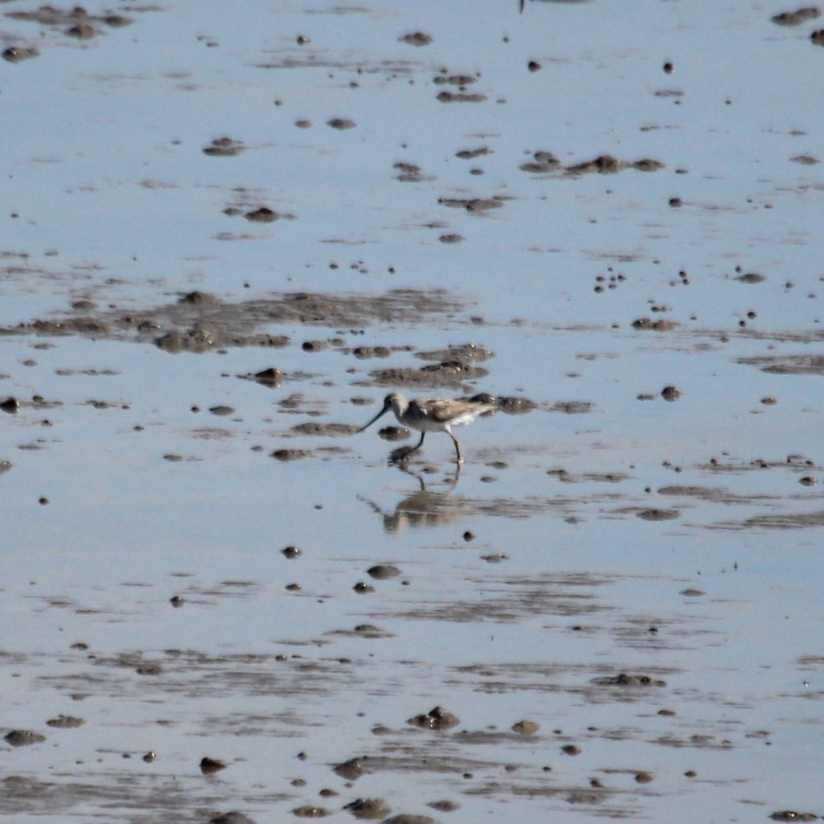 Мородунка - ML644847979