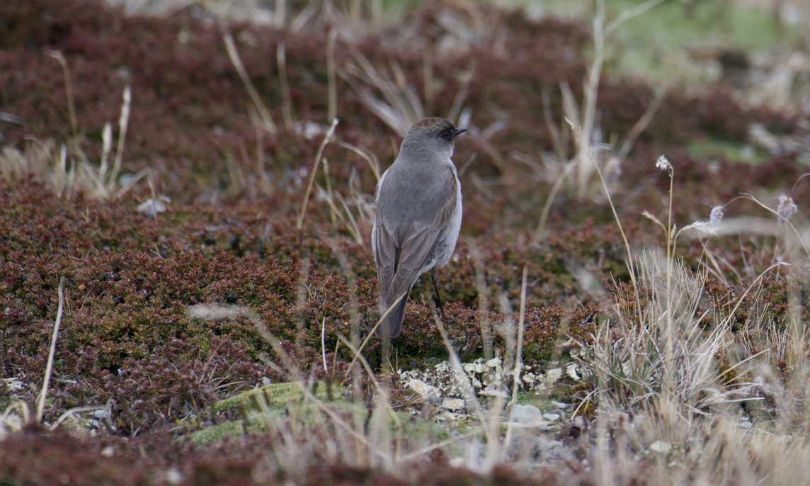 カオグロイワタイランチョウ - ML644847980
