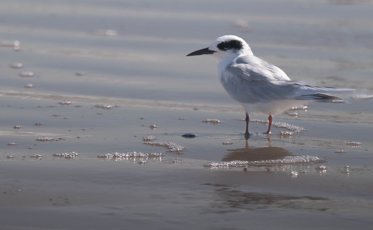 メリケンアジサシ - ML644847981