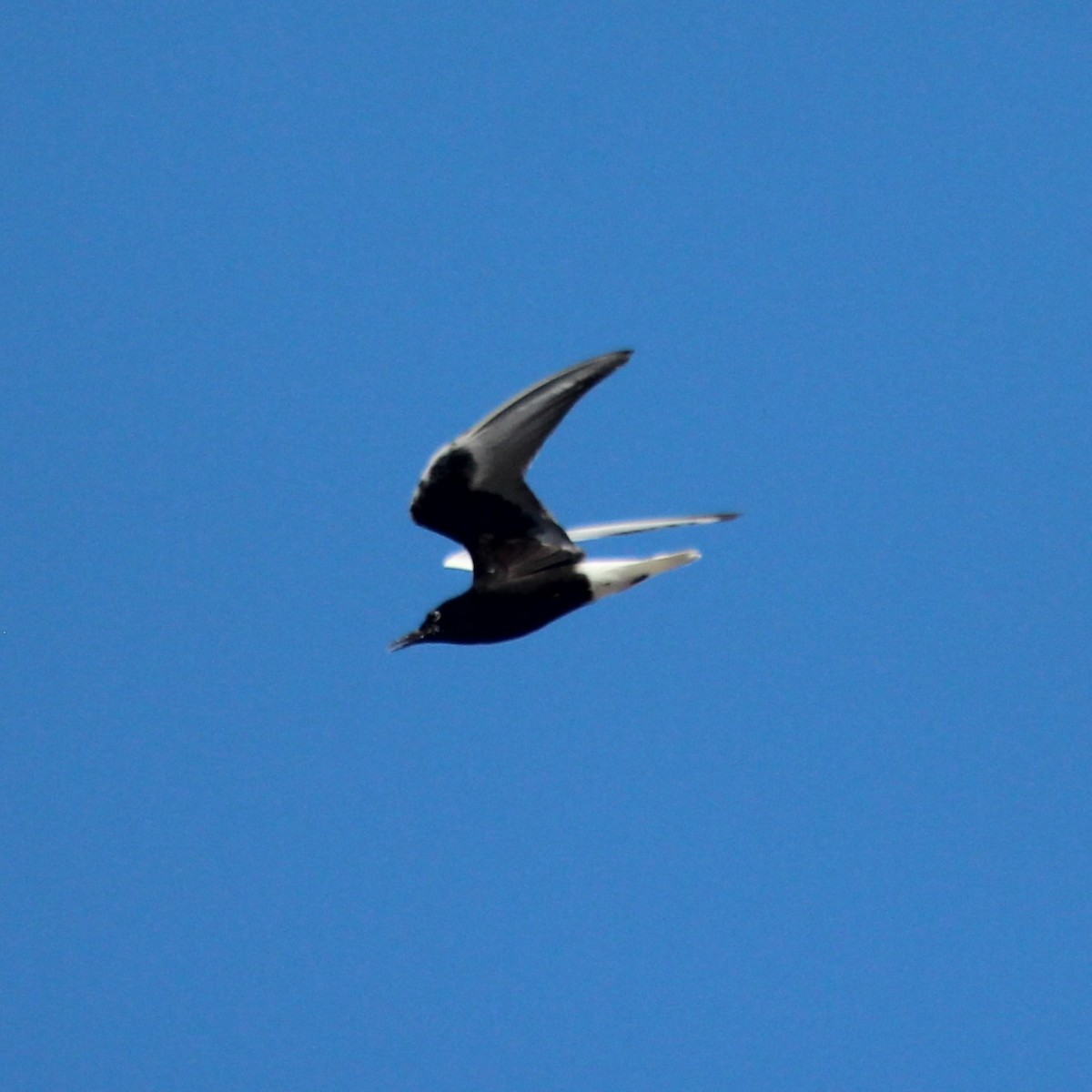 ハジロクロハラアジサシ - ML644847982