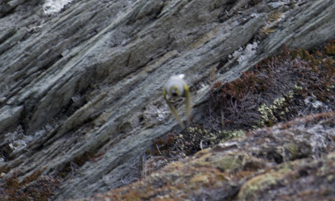 ミドリノドグロシトド - ML644847984