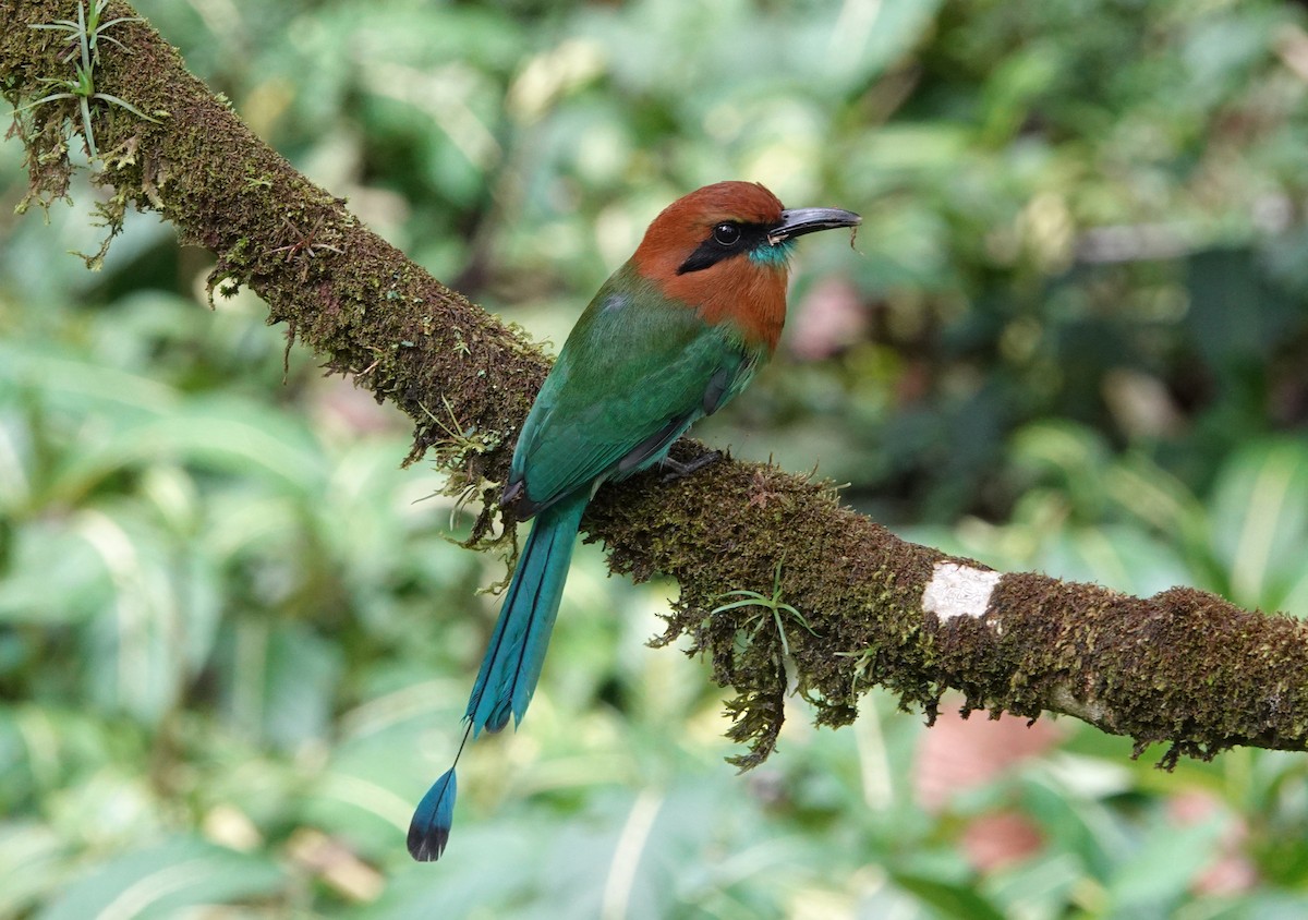 ヒロハシハチクイモドキ - ML644847985