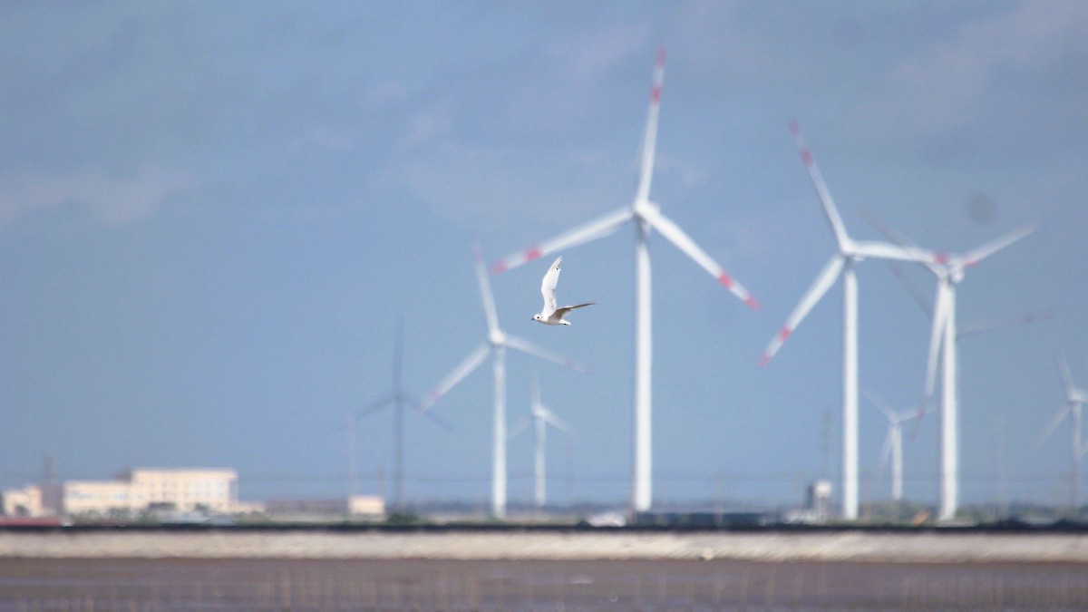 ズグロカモメ - ML644847990