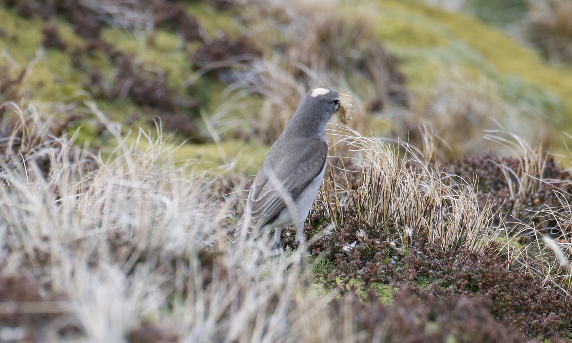 シロビタイイワタイランチョウ - ML644847991