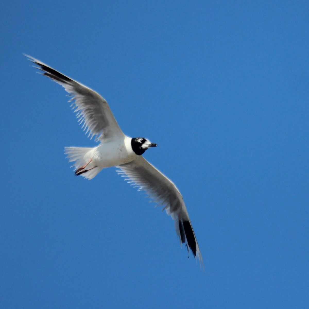 ズグロカモメ - ML644847992