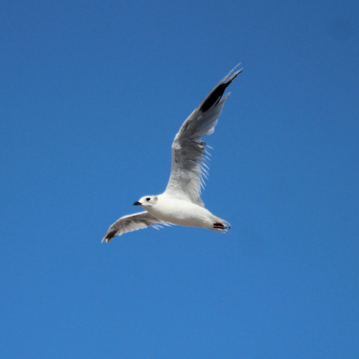 ズグロカモメ - ML644847993