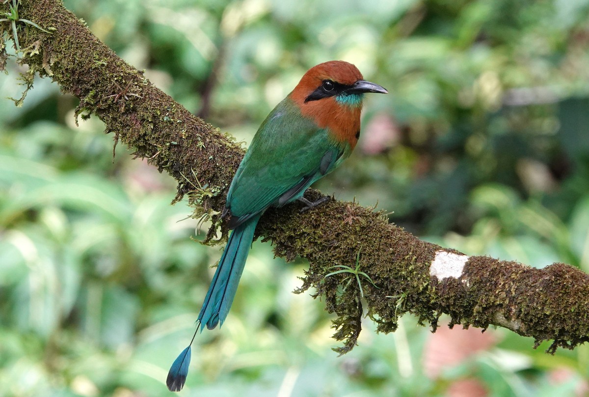 ヒロハシハチクイモドキ - ML644847994