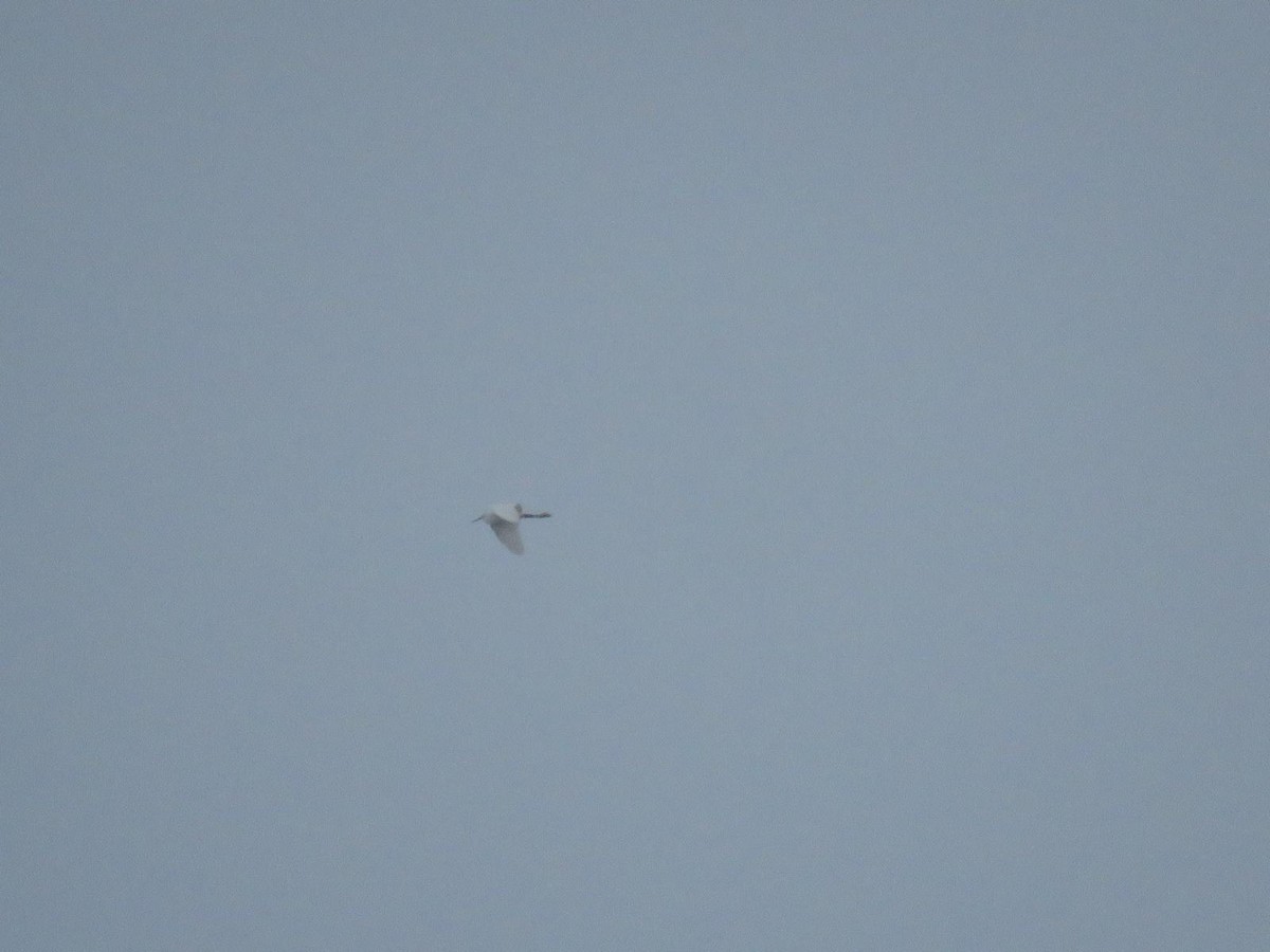 Little Egret - ML644847995