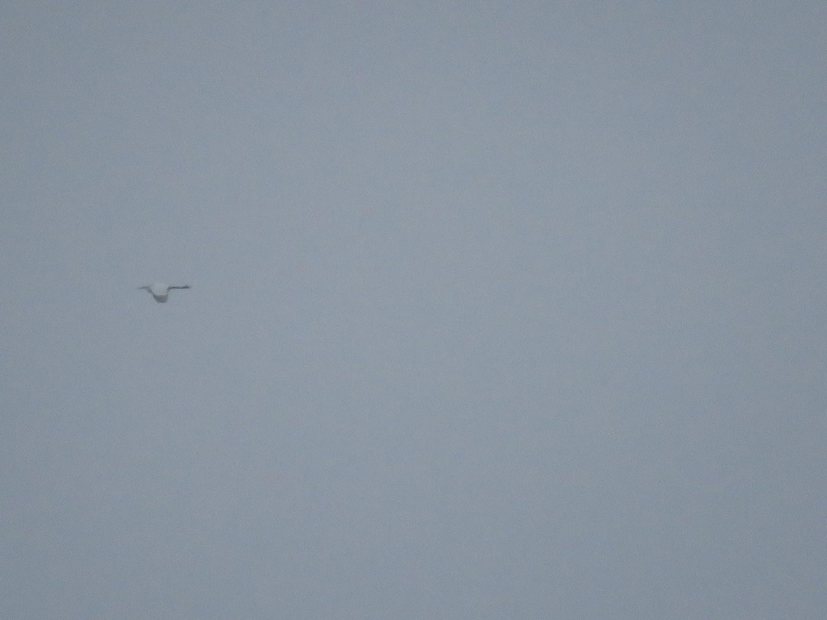 Little Egret - ML644847996