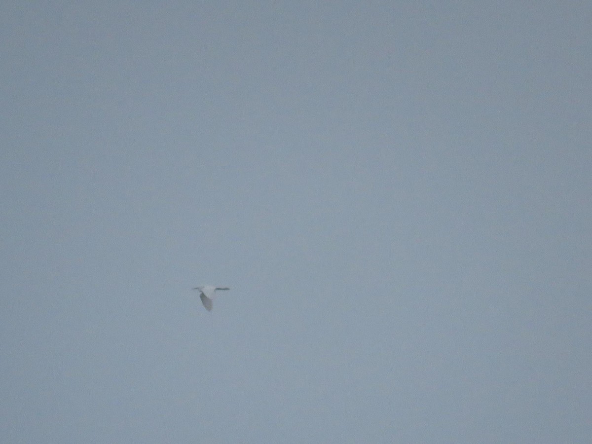 Little Egret - ML644847997