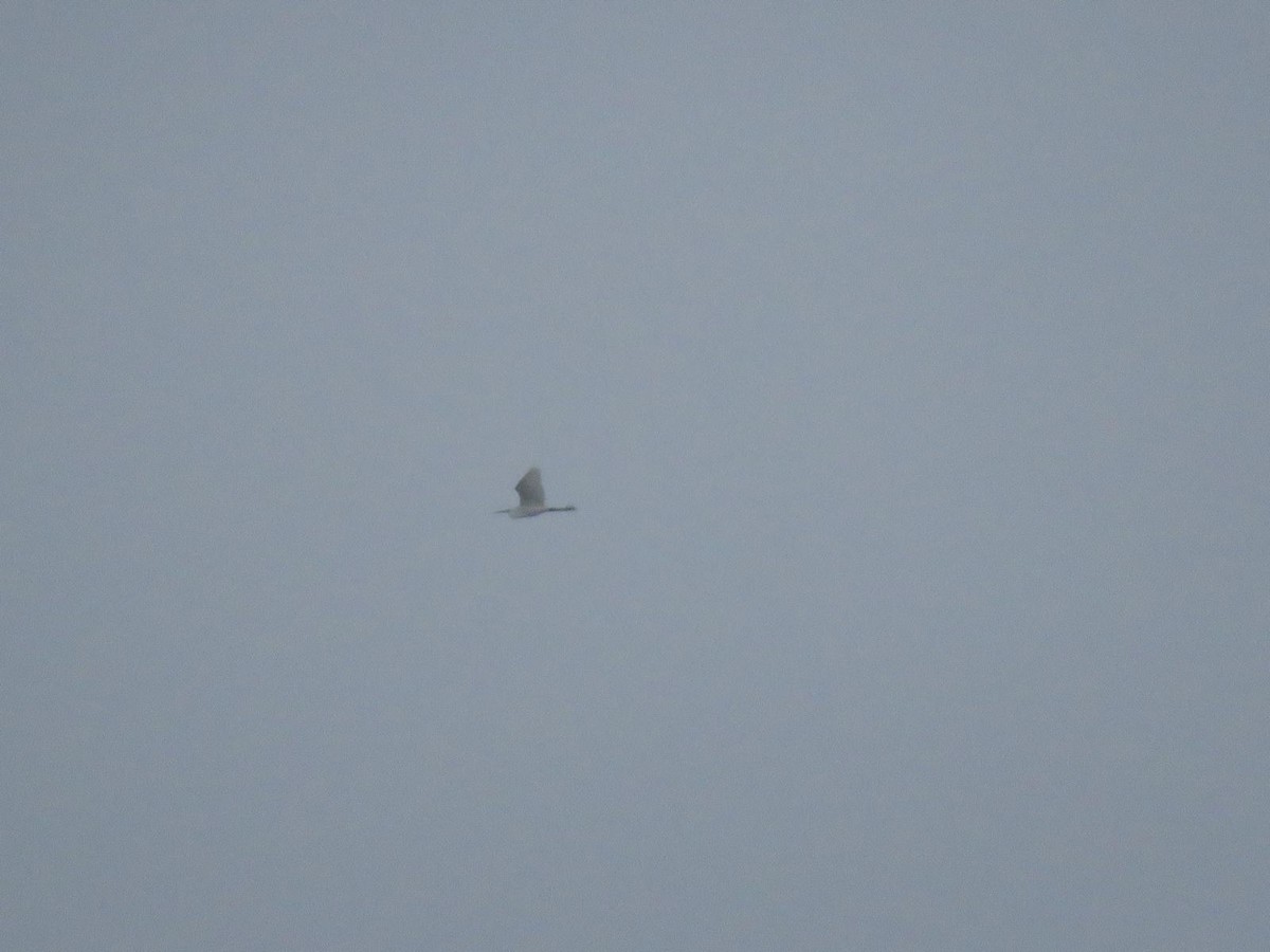 Little Egret - ML644847998