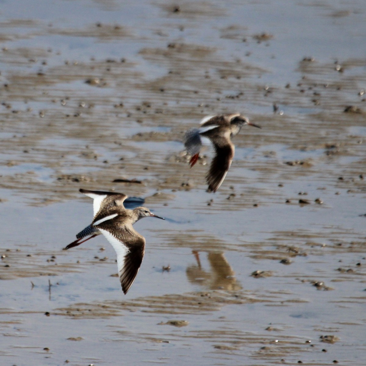 アカアシシギ - ML644848006