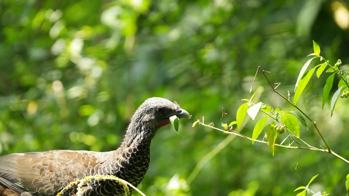 コロンビアヒメシャクケイ - ML644848007