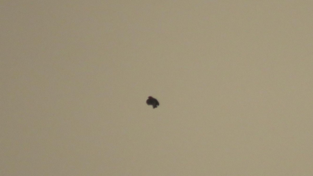 ヒバリ - ML644848008