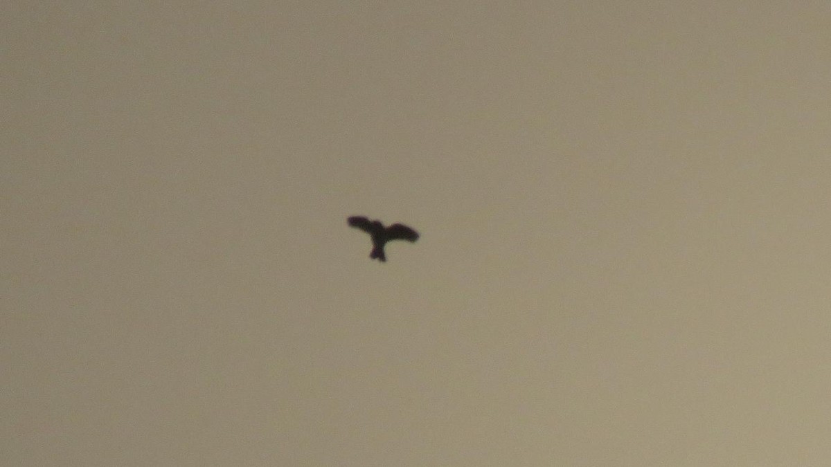 ヒバリ - ML644848009