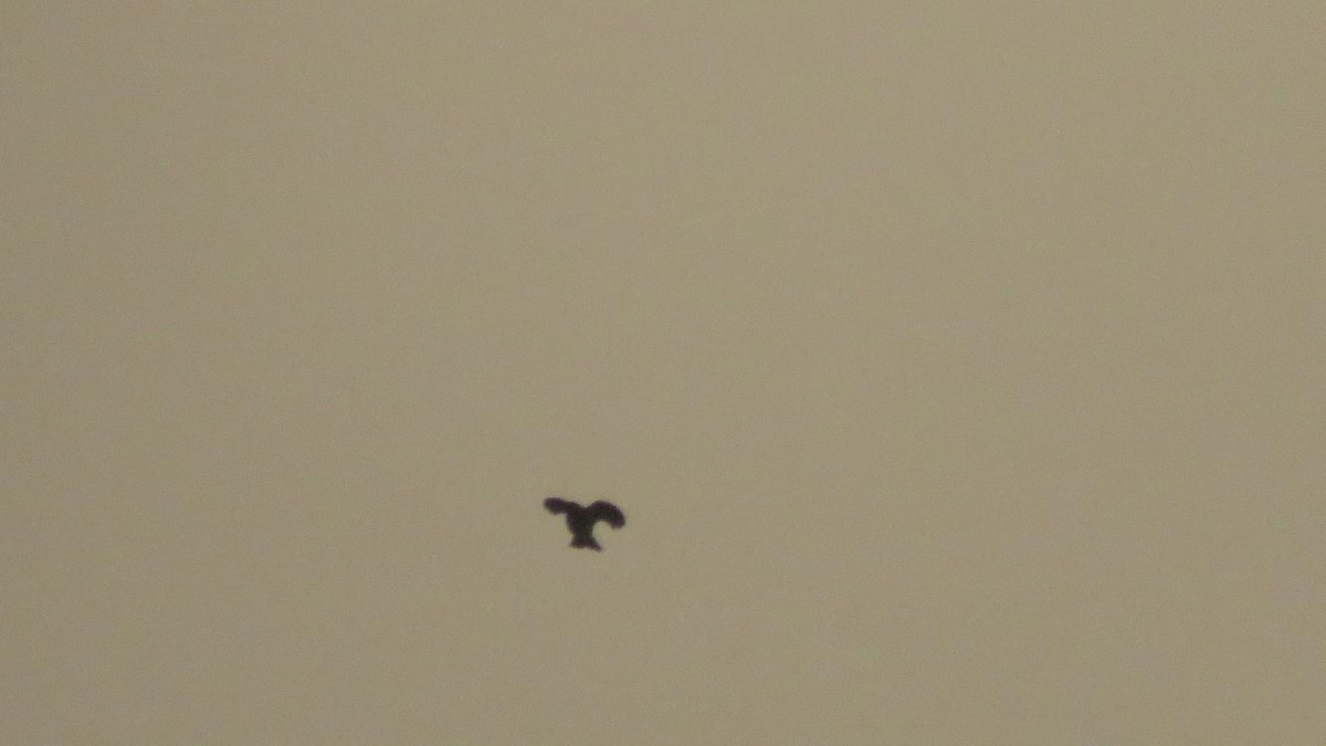 ヒバリ - ML644848010