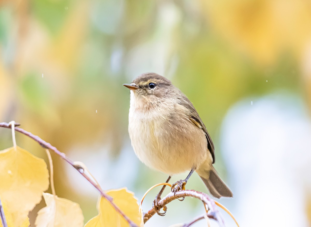 チフチャフ - ML644848012