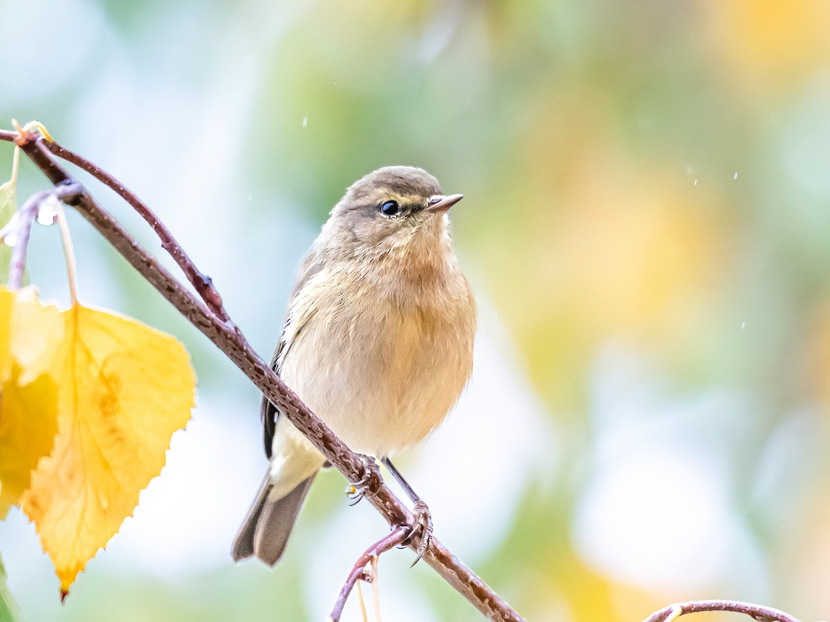 チフチャフ - ML644848013