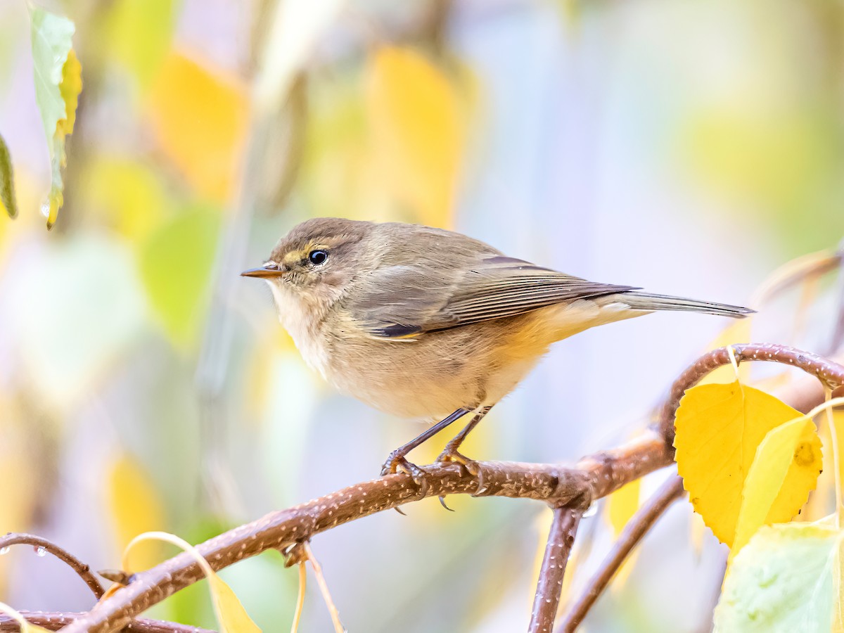 チフチャフ - ML644848014