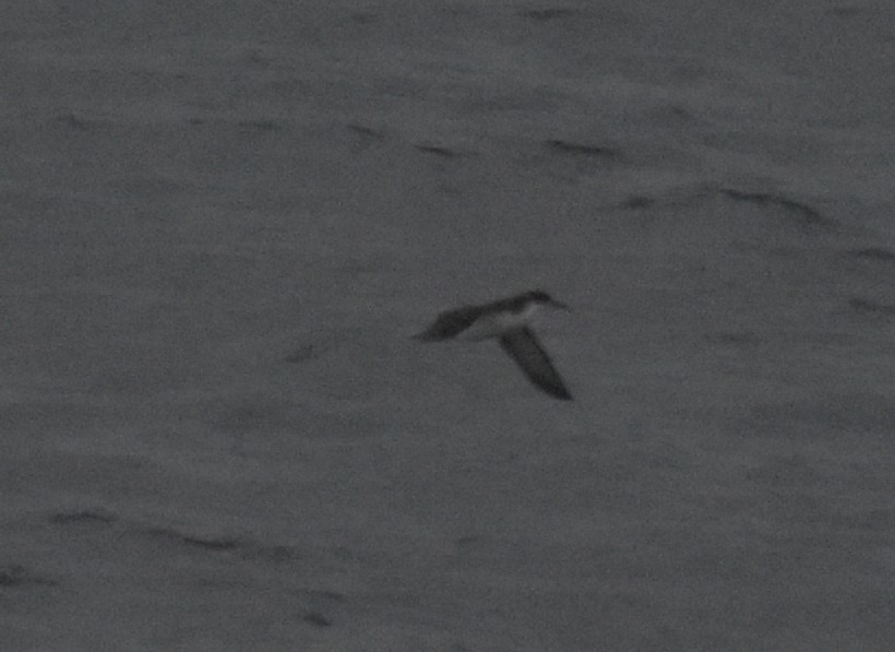 Atlantiksturmtaucher - ML644848024