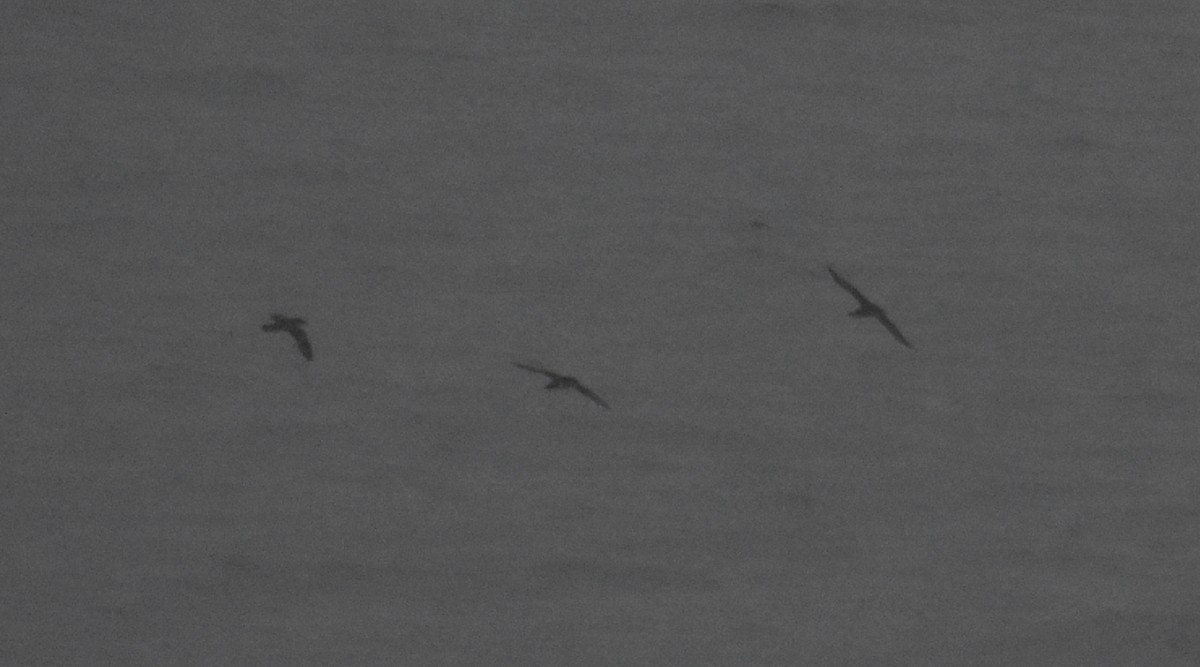 Atlantiksturmtaucher - ML644848025