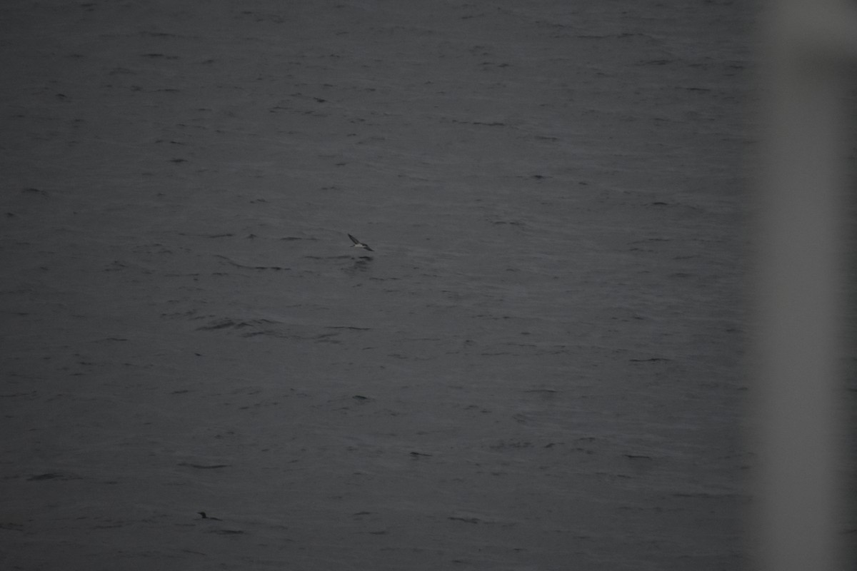 Atlantiksturmtaucher - ML644848026