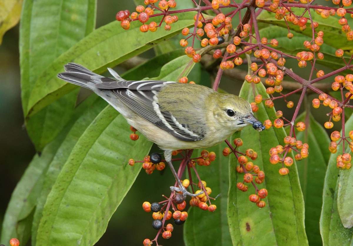 Bay-breasted Warbler - ML644848027