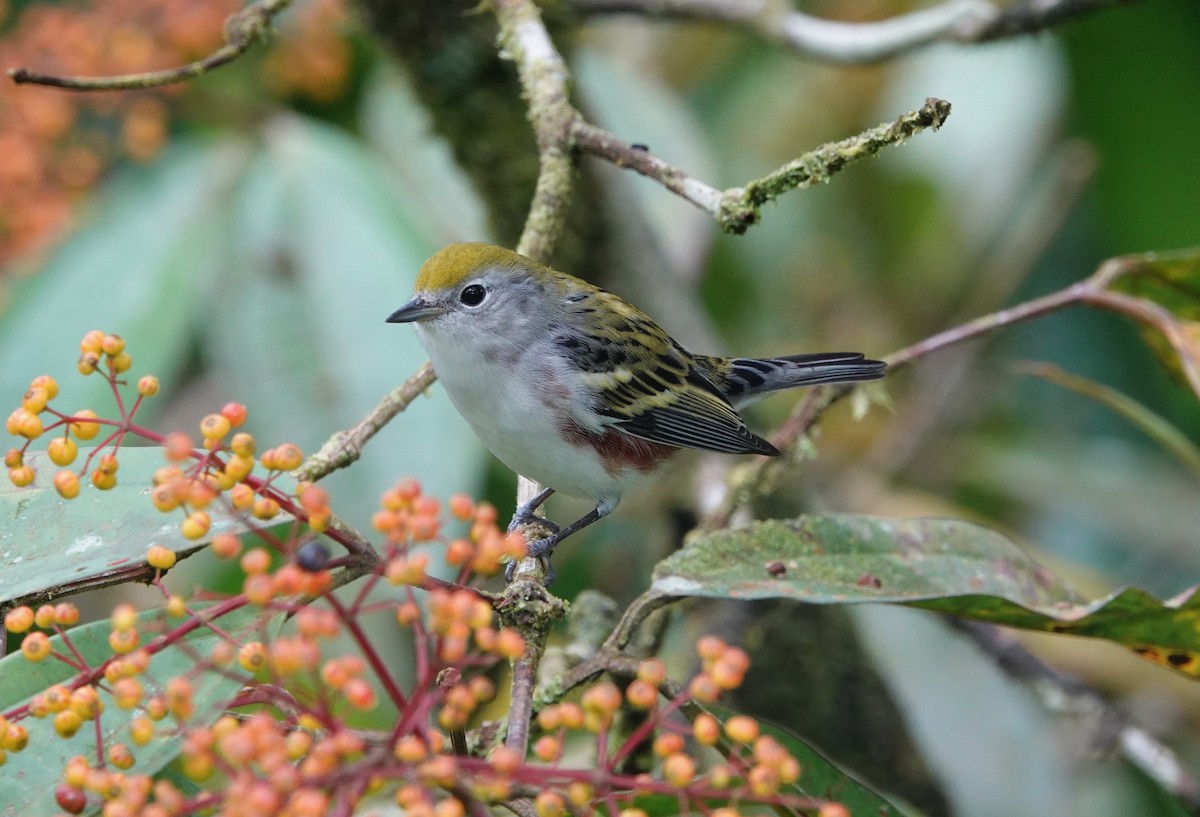 Chestnut-sided Warbler - ML644848031