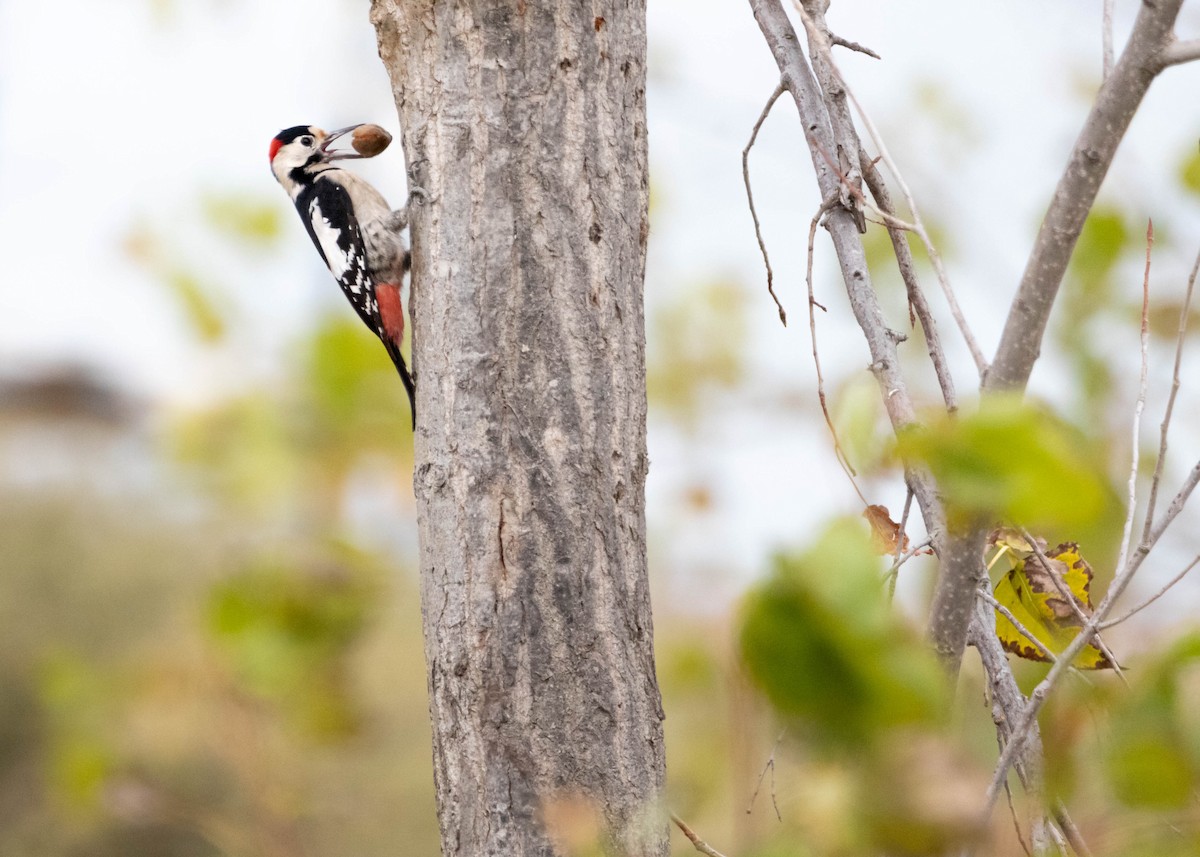 Syrian Woodpecker - ML644848035