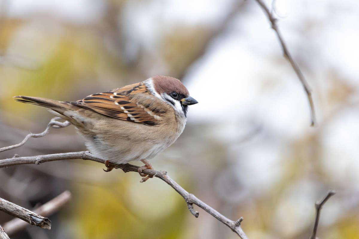 Eurasian Tree Sparrow - ML644848036